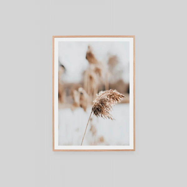 Coastal Grass
